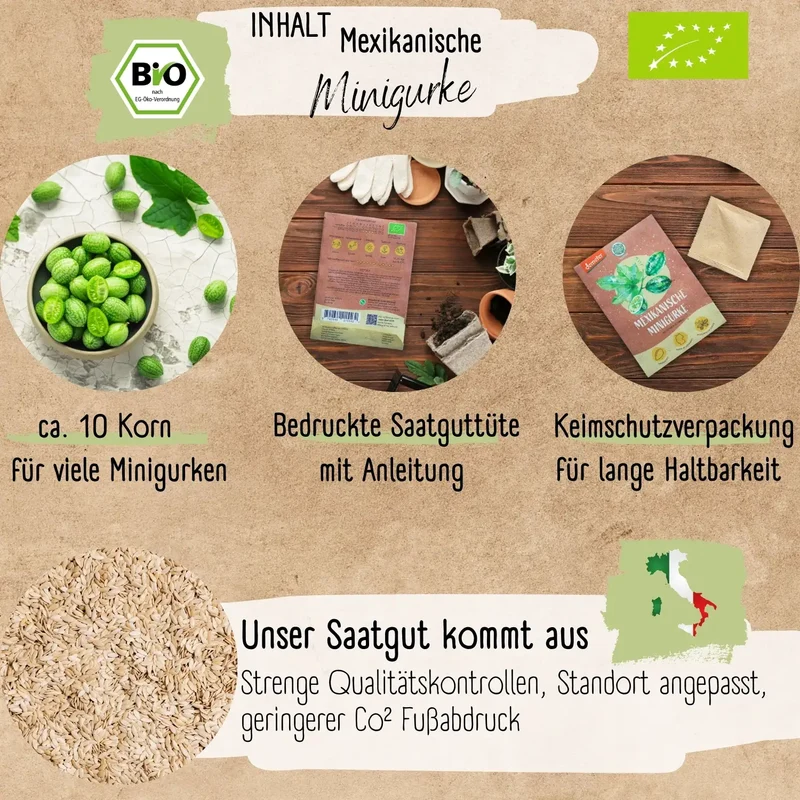 Bio Mexikanische Minigurke Samen