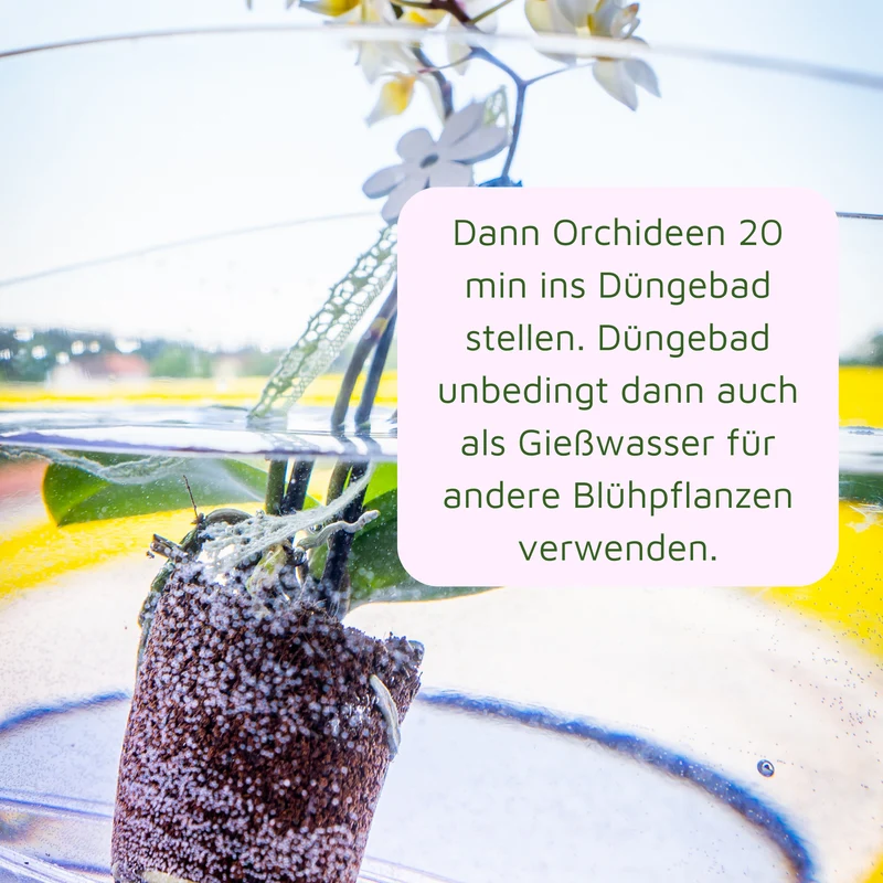 Rasenmax Orchideendünger Tabs - 12x 20 Stück (240 Stück)