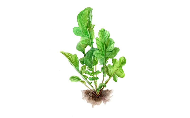 Rucola