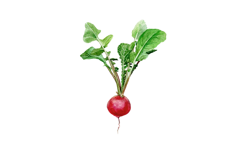 Radieschen ‘Sora’