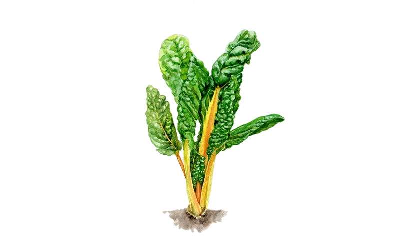 Mangold ‘Pirol’