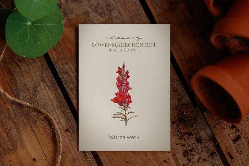 Löwenmäulchen Rot ‘Black Prince‘