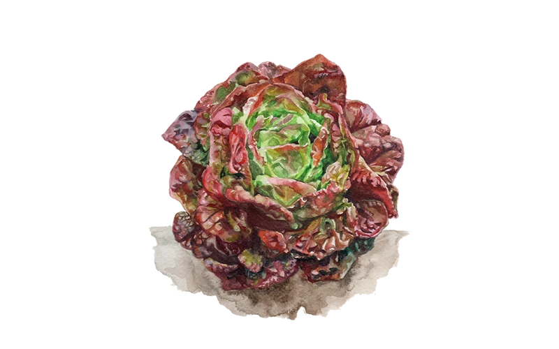 Kopfsalat ‘Baquieu’