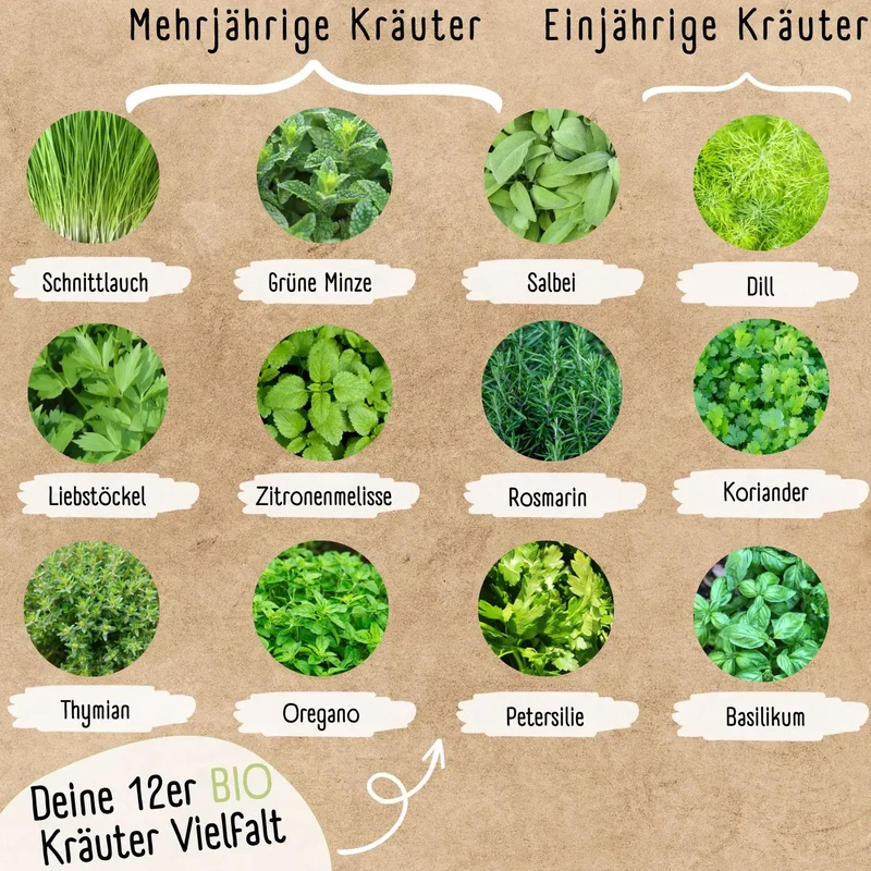 Kräuter Starter Set