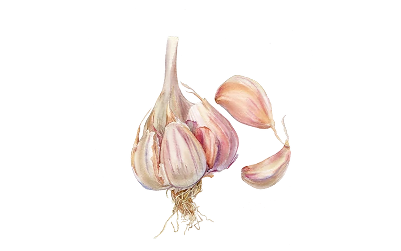 Pflanzknoblauch ‘Ljubascha’: Bio-Pflanzgut aus Erhaltungsanbau
