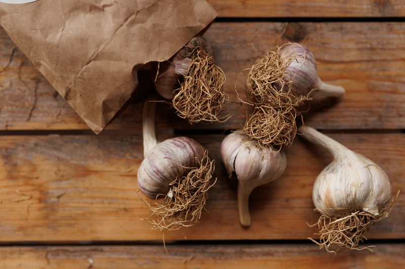 Pflanzknoblauch ‘Ljubascha’: Bio-Pflanzgut aus Erhaltungsanbau