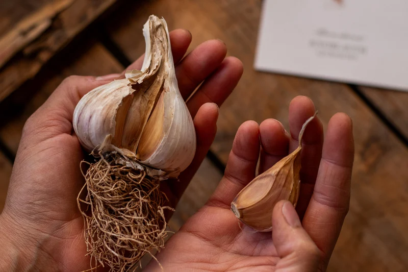 Pflanzknoblauch ‘Ljubascha’: Bio-Pflanzgut aus Erhaltungsanbau