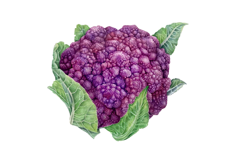Blumenkohl ‘Di Sicilia violetto’