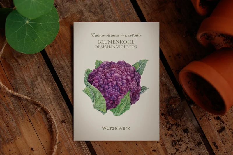 Blumenkohl ‘Di Sicilia violetto’