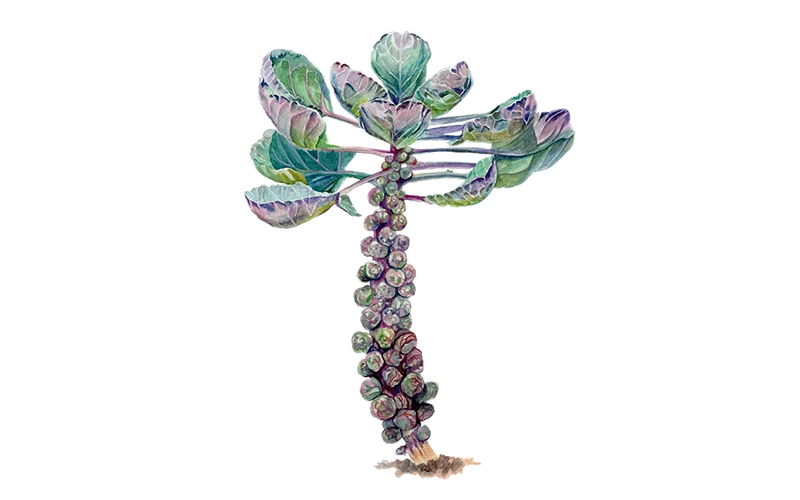 Rosenkohl ‘Rubine‘