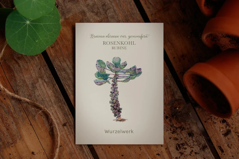 Rosenkohl ‘Rubine‘