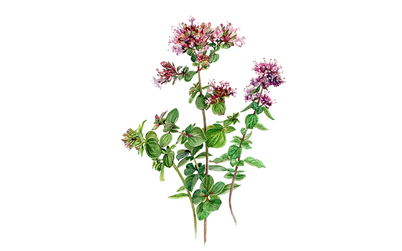 Oregano