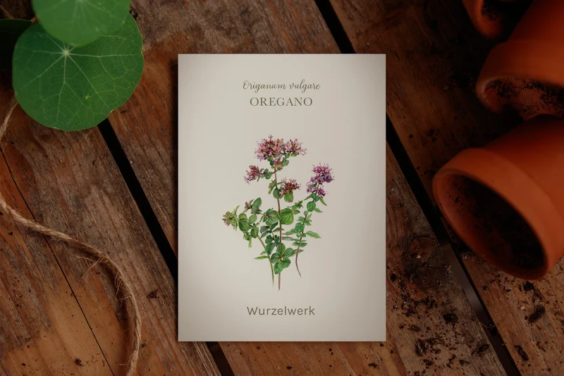 Oregano