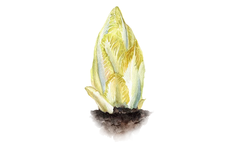 Chicorée 'Macun'