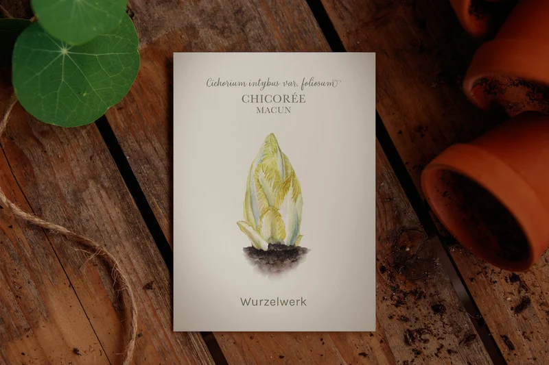 Chicorée 'Macun'