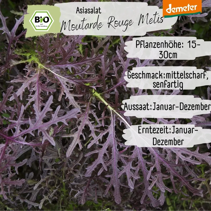 Demeter Asiasalat Purple Mizuna Samen