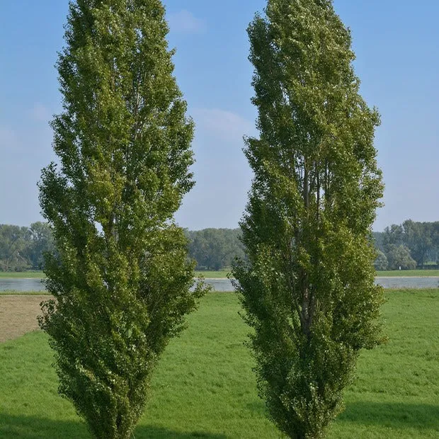 Italienische Säulenpappel (x10)