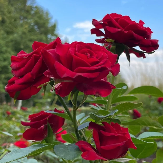 Edelrose Barkarole