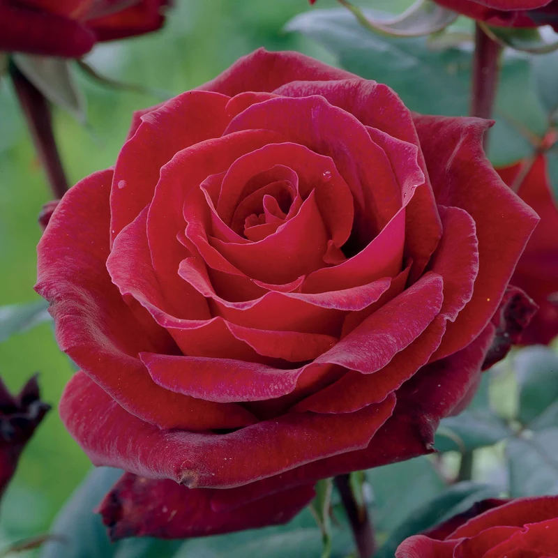 Edelrose Barkarole
