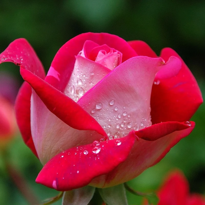 Strauchrose Osiria