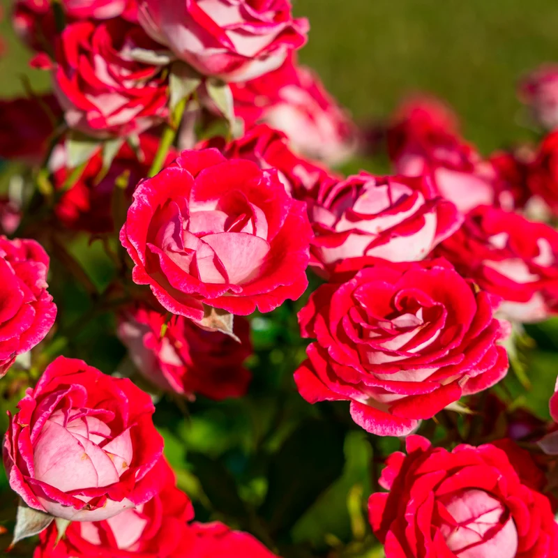 Strauchrose Osiria