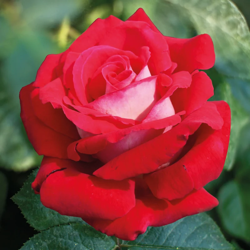 Strauchrose Osiria