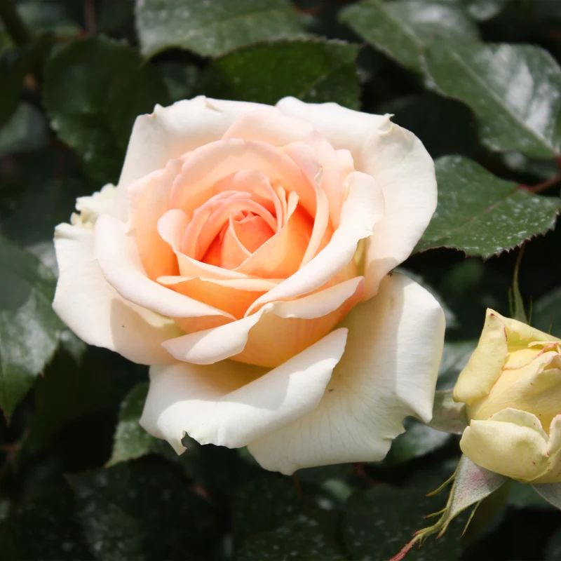Rose ‘Tahiti’
