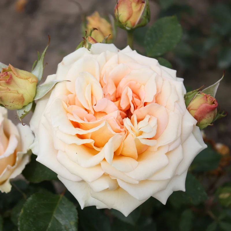 Rose ‘Tahiti’