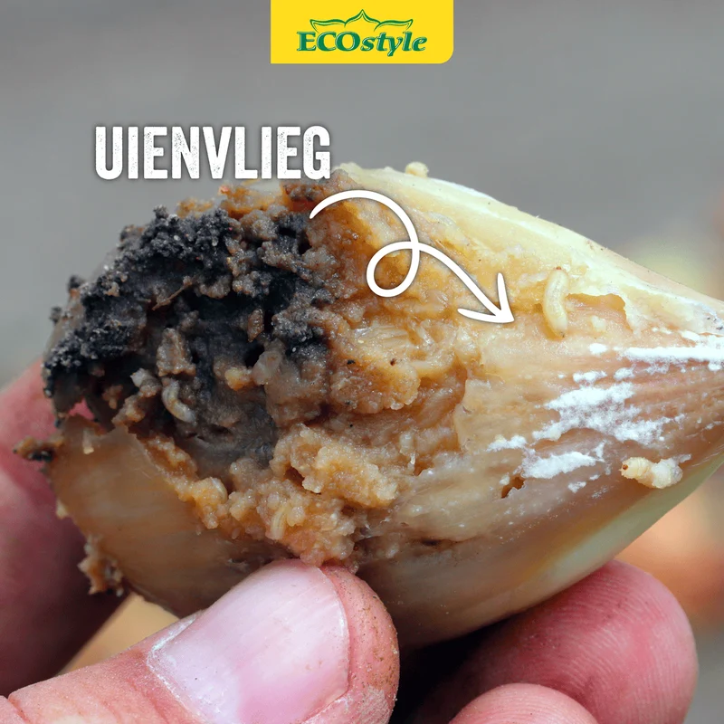 Aaltjes tegen larven uienvlieg en preivlieg