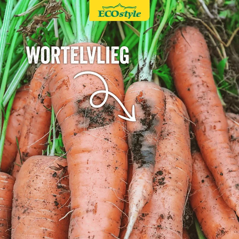 Aaltjes tegen larven wortelvlieg