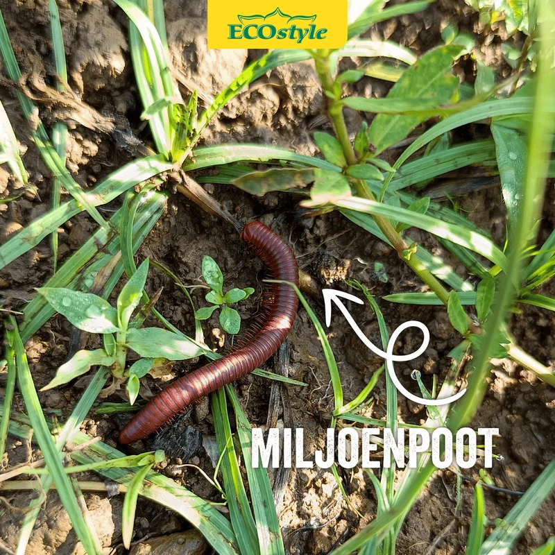 Aaltjes tegen miljoenpoot