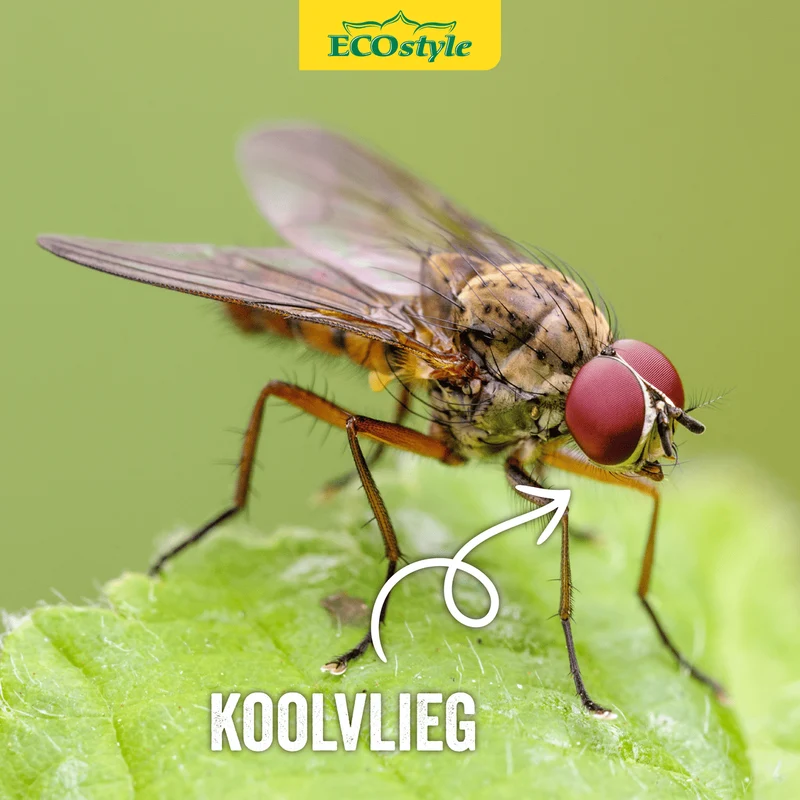 Aaltjes tegen larven koolvlieg