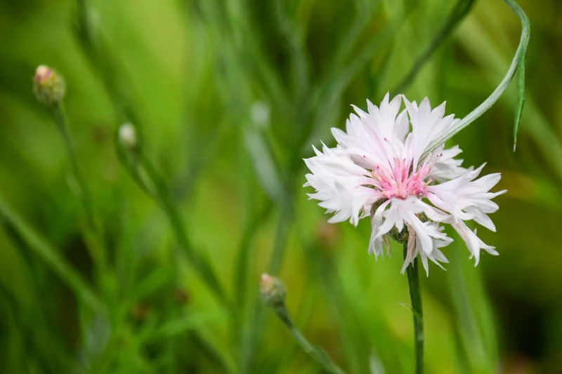 2000 Samen Weiße Kornblume Centaurea cyanus Kornblumenwiese
