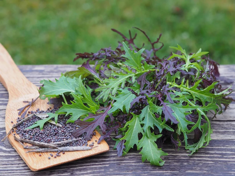 Mizuna Asia-Salat – für ca. 5 m²