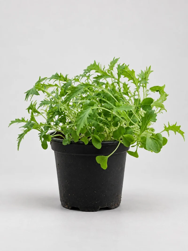 Mizuna Asia-Salat – für ca. 5 m²
