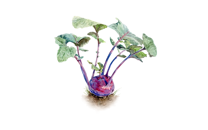 Kohlrabi ‘Azur Star’
