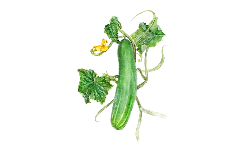 Gurke ‘Tanja’