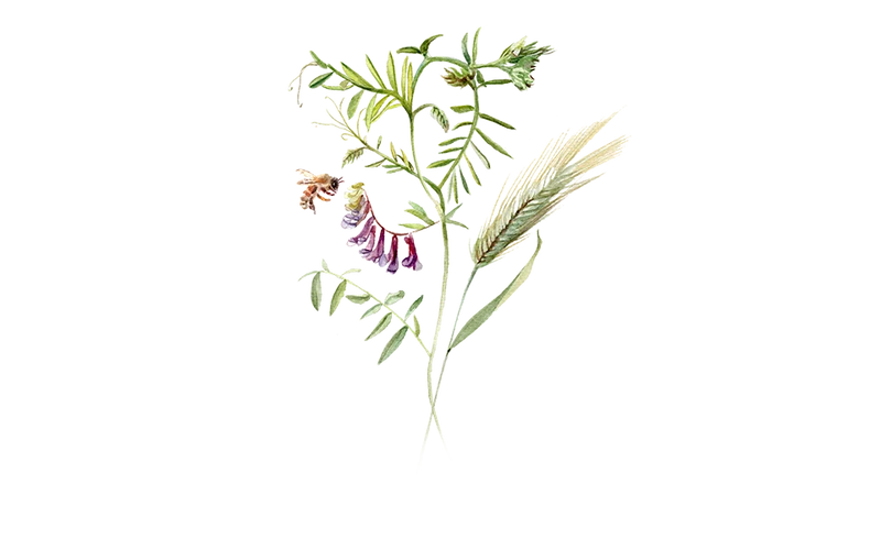Gründünger ‘Wickroggen’