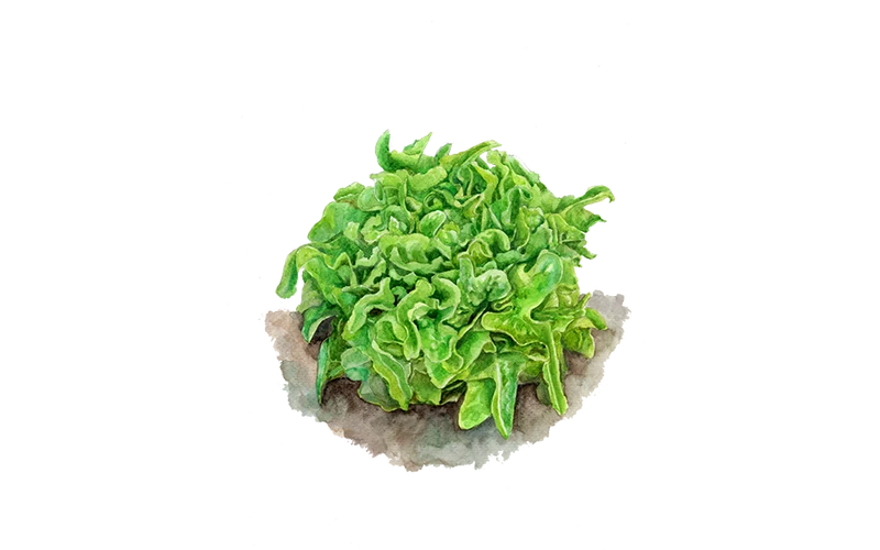 Eichblattsalat ‘Till’