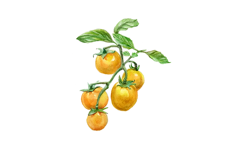 Cocktailtomate ‘Cerise Gelb’