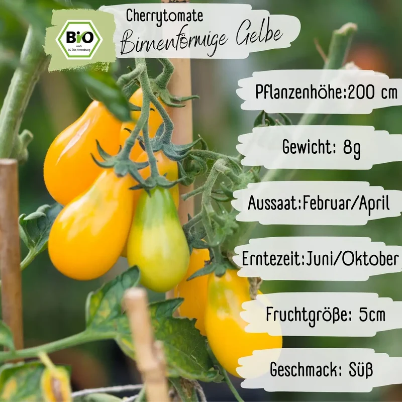 Bio Cherrytomate Birnenförmige Gelbe Samen
