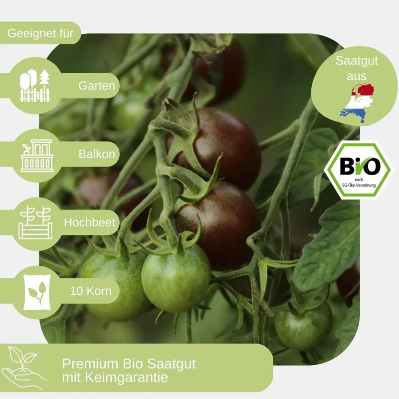 Bio Cocktailtomate Black Cherry Samen