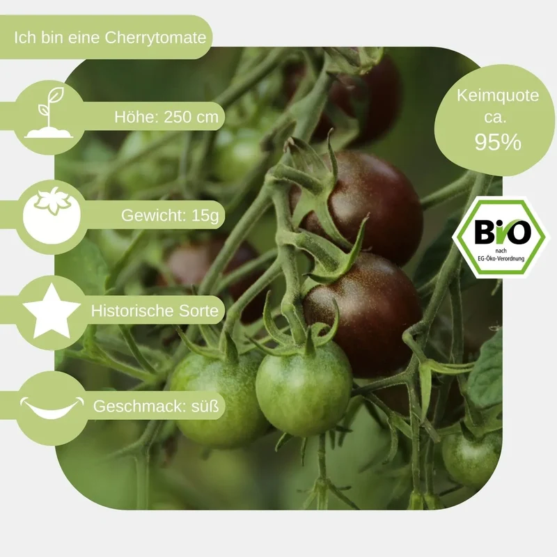Bio Cocktailtomate Black Cherry Samen