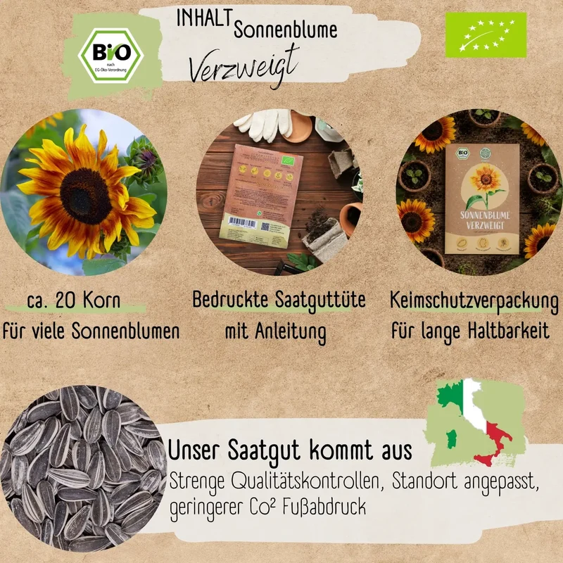 Bio Sonnenblume Verzweigt Samen