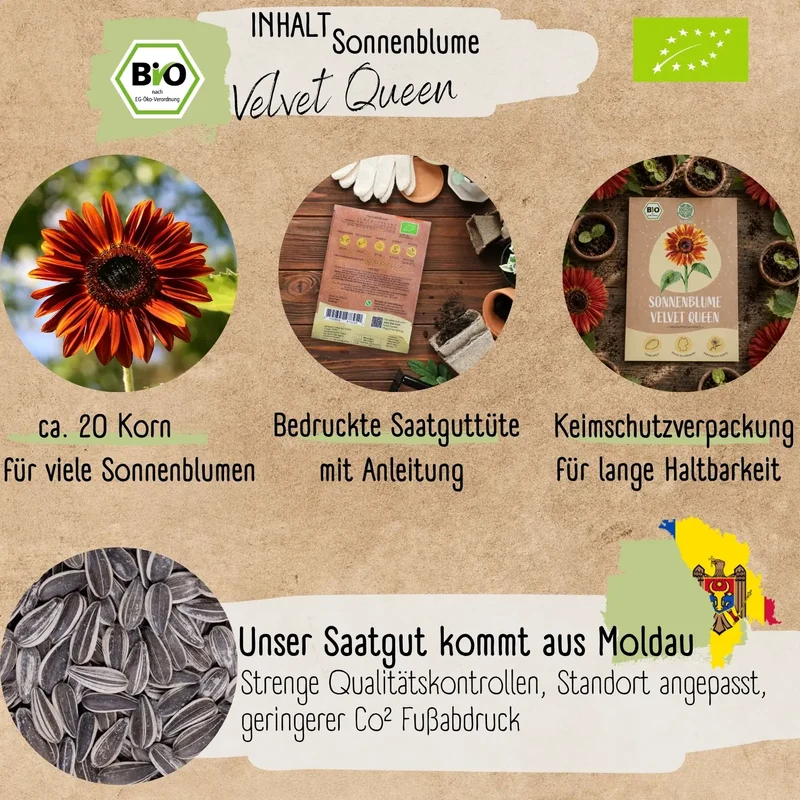 Bio Sonnenblume Velvet Queen Samen