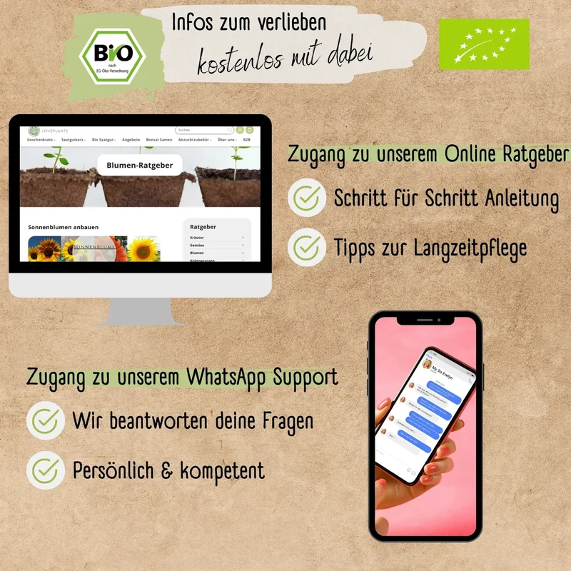 Bio kleinblütige Sonnenblumen Samen