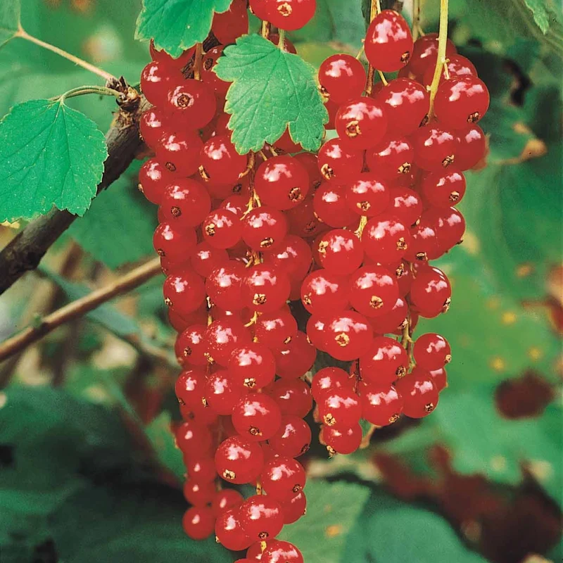 Sammlung von Schwarzen Johannisbeeren und Stachelbeeren (x4)