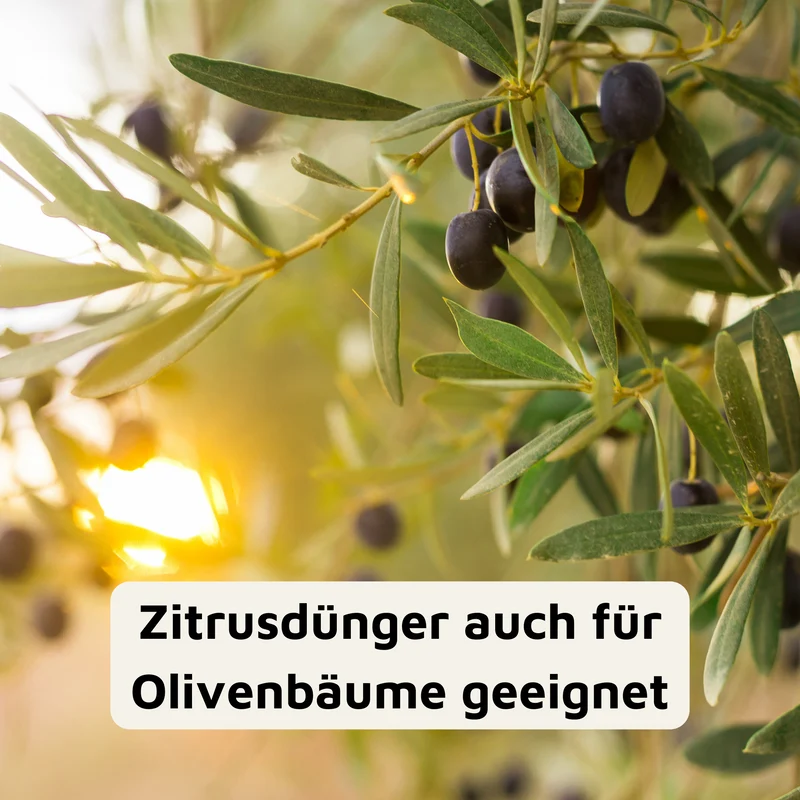 Rasenmax Zitrusdünger und Olivenbaumdünger 1 L