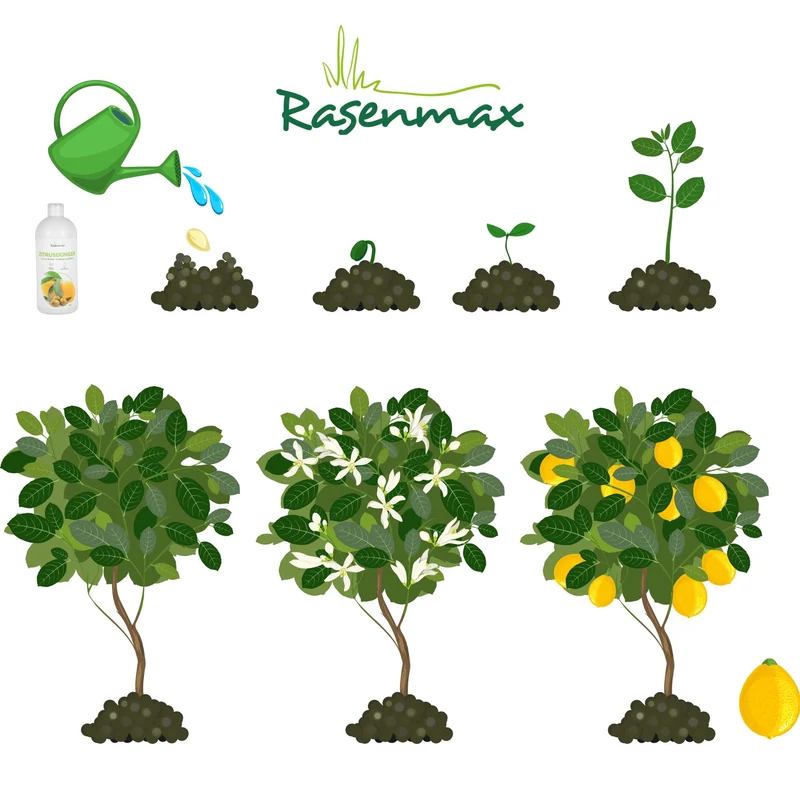 Rasenmax Zitrusdünger und Olivenbaumdünger 1 L