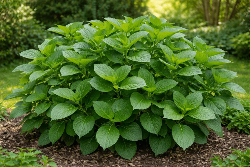 Hortensien Dünger Langzeitwirkung | Flora Boost PRO NPK 8-5-5 für gesunde Blüten